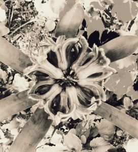 Hyacinth 1