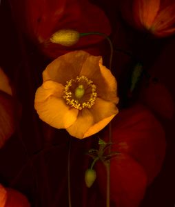 Yellow Poppies 5