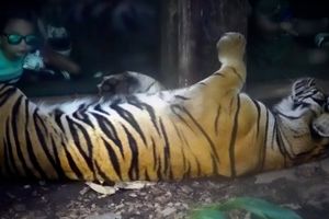 CAPTIVITY