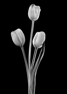 Tulipe III