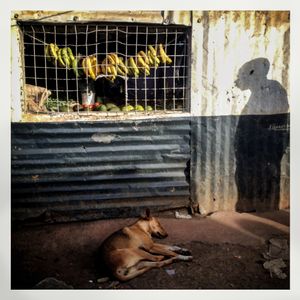 A dog sleeps and a man's shadow is seen in front of a kiosk selling vegetables in Kibera. The Kibera slum is the largest slum in Nairobi with around half a million inhabitants.