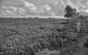 Kenya Teafields
