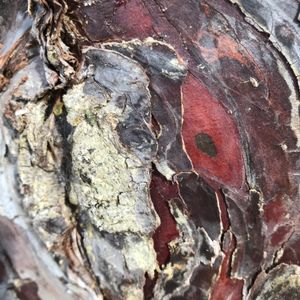THE RED  AUREOLE