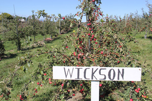 Sun is up on the PYO area of the orchard.
