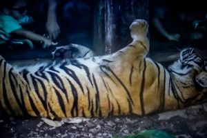 CAPTIVITY