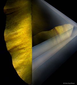 Confluence 2 © Kim Kauffman