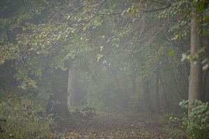 Forest Vibes 4