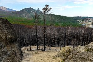 Burnt Forest, Baikal Lake