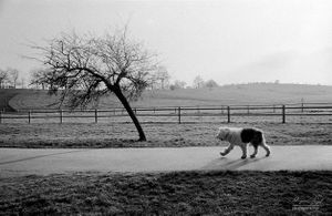 Hampstead Heath | 05