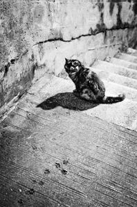 Cat by the Stairs