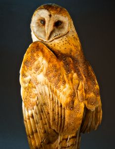 Noctua Aurea