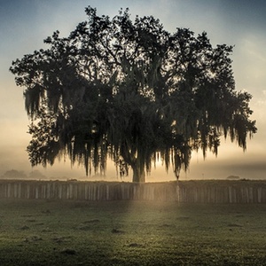 Battlefield Oak, St. Bernard Parish, Louisiana