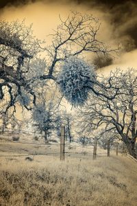 Parasites, Sandberg