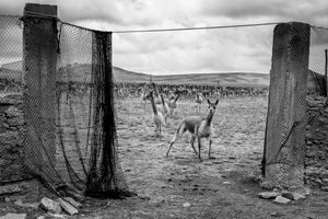 Looking beyond the fence