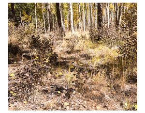 Yellow Umber Woods, Eastern Sierras Ca