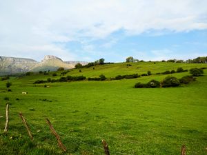 Ungino & Cows on the beautiful fields