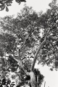 The big tree called "Coffin Tree" because its wood is used to make coffin © Nicola Angelo Mangia