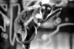 Mouse