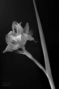 Flowers 02