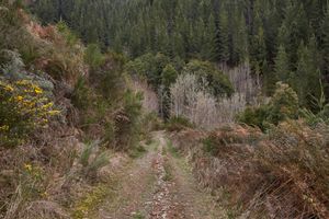 Reefton Zig Zag Track