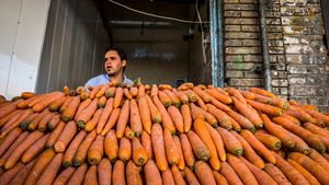 Carrots