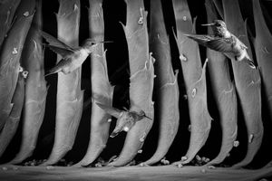Hummingbird Feather Forest