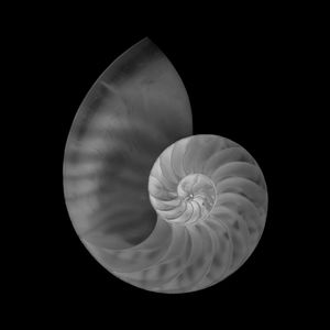 Endless Nautilus
