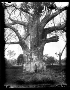 Baobab Tree near Bungi Village, Zanzibar