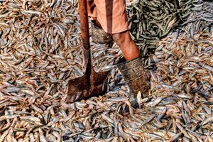 Malim Fishermen Jetty in Betim, Goa, India. 2016