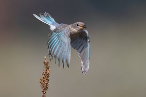 Young Juvenile Female Mountain Bluebird Takes Flight From A Dried Mullein Stalk