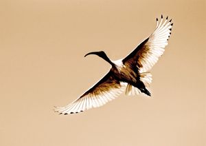 Ascension