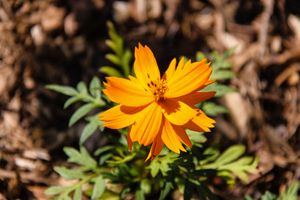 Yellow Cosmos