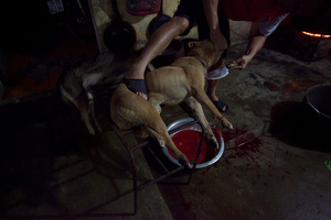 Draining the blood.