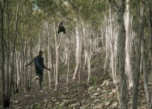 Black Birds and The Bushmen IV
