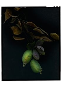 © Jeff Moorfoot