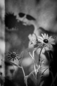 Sunflower shadows on house  and black-eyed susan at play at golden hour.
