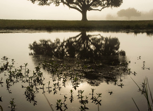 Sunrise Fog at the Chalmette Battlefield, January 21, 2016