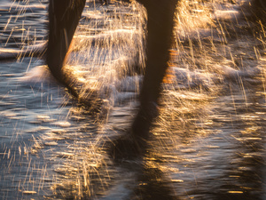 Untitled from the series DOG PARK