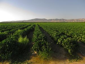 Desert plantation