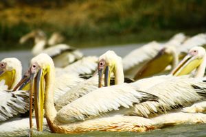 Pelicanos.