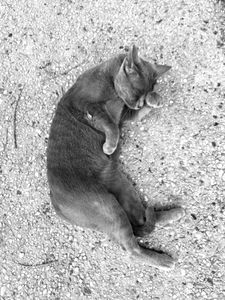 Stray Cats_4