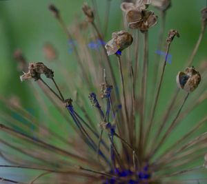 Season of Flowers 17