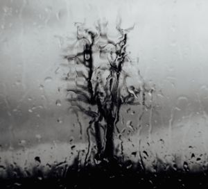 Scorched Tree