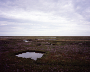Coastal salt marsh 05