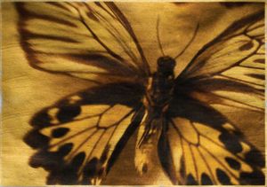© Wendi Schneider "Birdwing Butterfly"