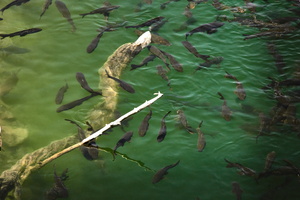 with fishes