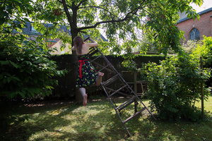 picking cherries
