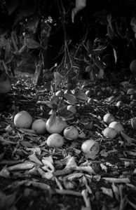 Orange Freeze. Porterville, California. 1990