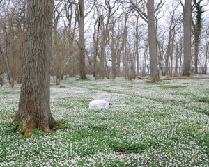 In pursuit, 2010 © Susanna Hesselberg, School Olivier Castaing