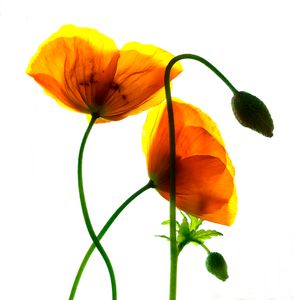 Yellow Poppies 4